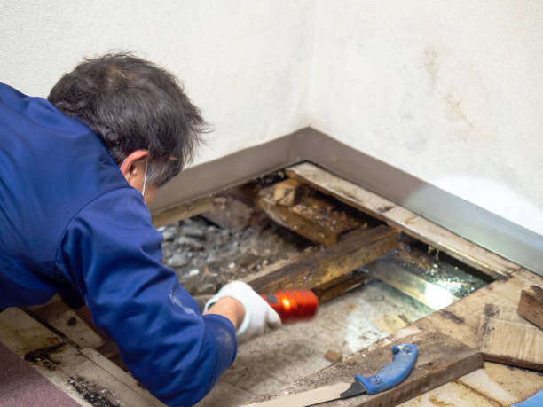 Best Emergency Mold Removal  in Brookneal, VA