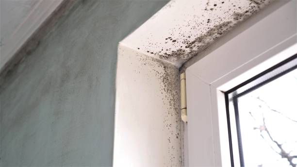 Best Black Mold Removal  in Brookneal, VA