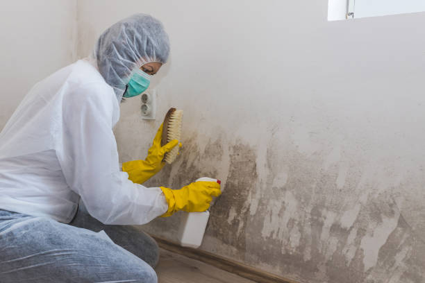 Best Mold Damage Repair  in Brookneal, VA