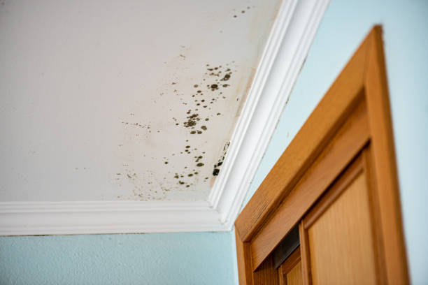 Brookneal, VA Mold Removal Company