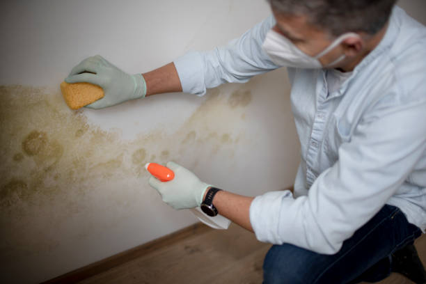 Best Same-Day Mold Removal  in Brookneal, VA