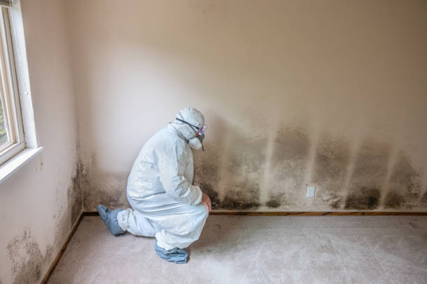 Best Commercial Mold Removal  in Brookneal, VA